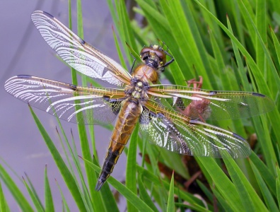 four-spotted chaser (Libellula quadrimaculata) Kenneth Noble